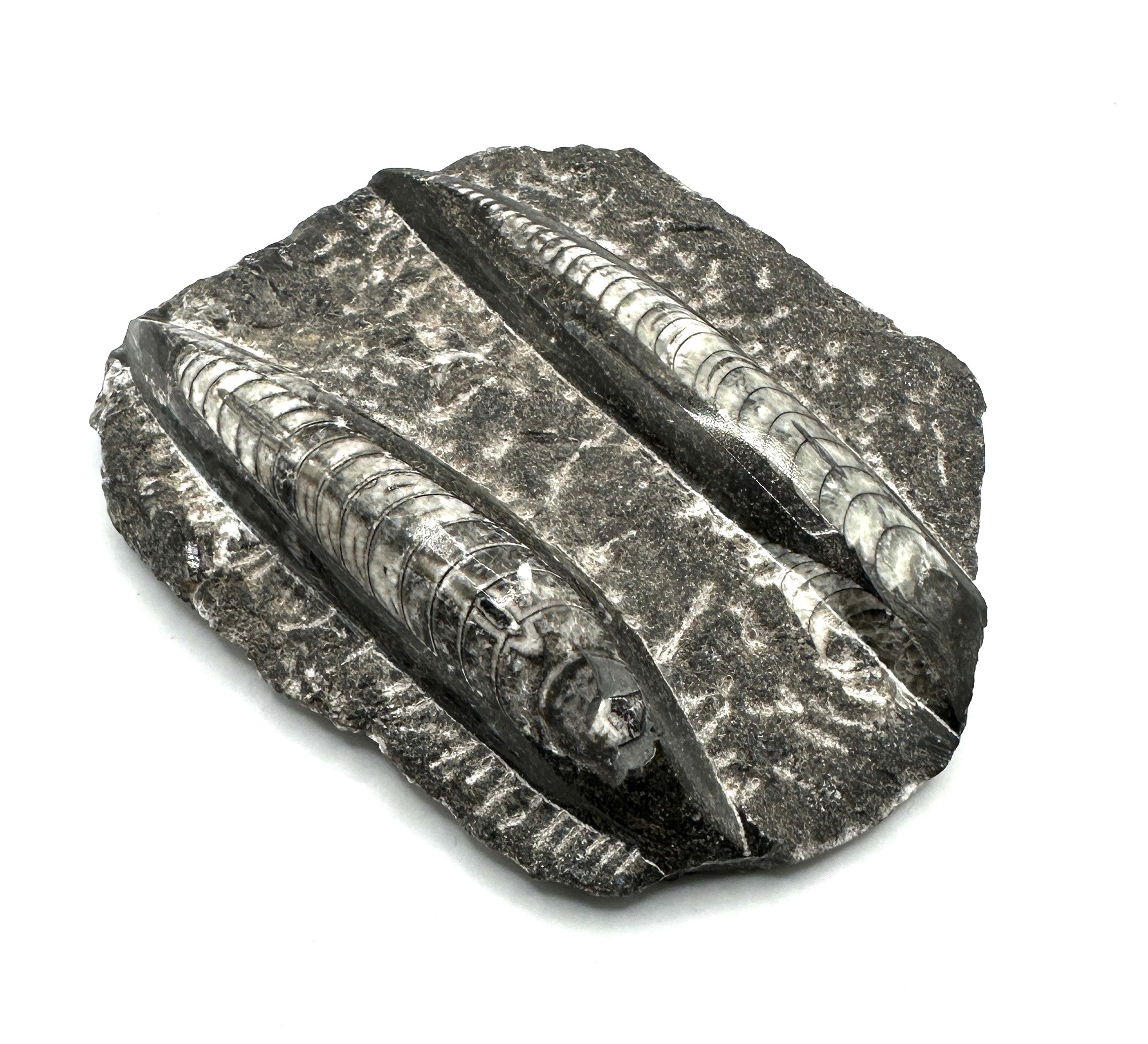 ORTHOCERAS polert, dobbel på stein 12 x 10 cm