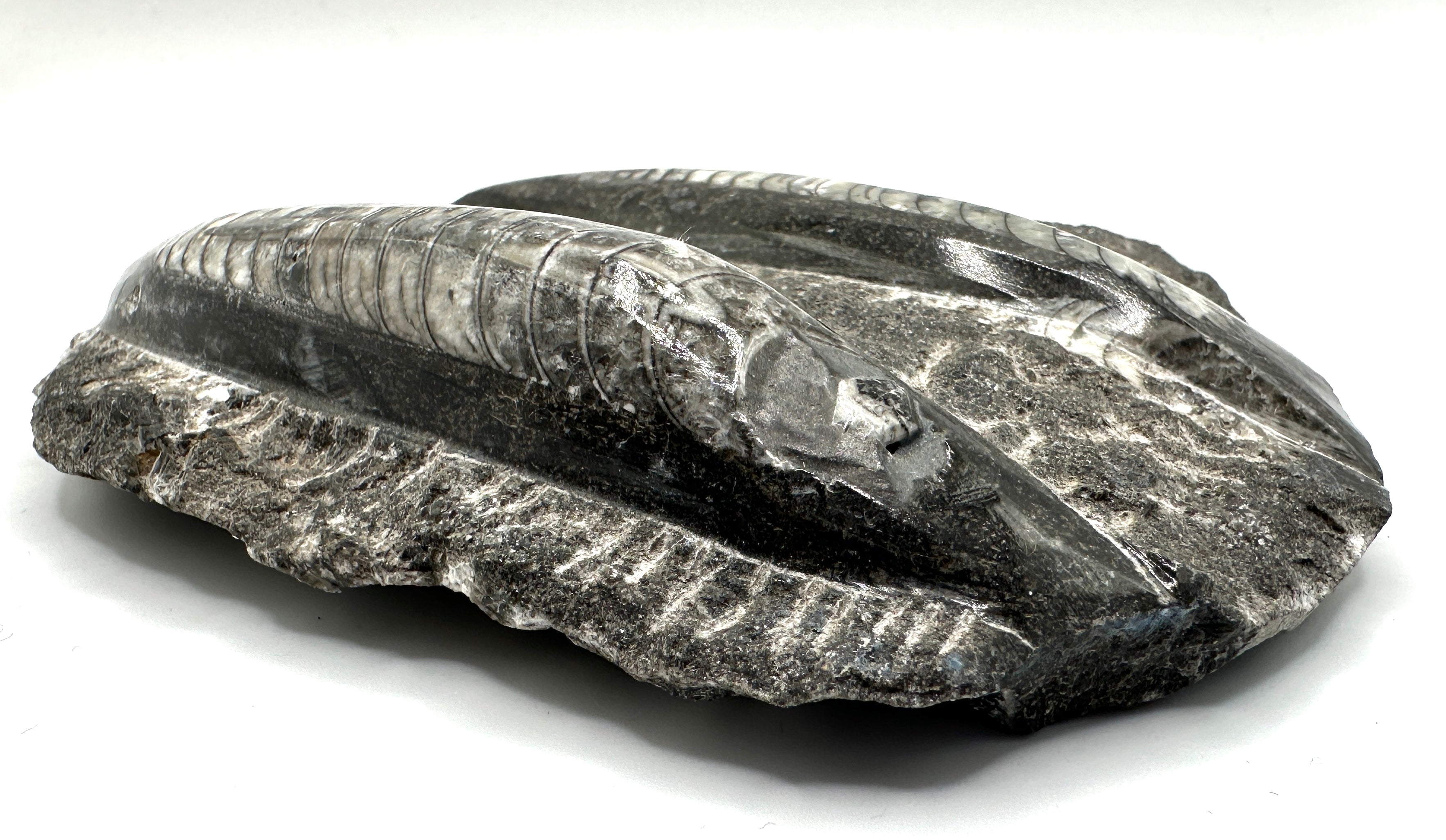 ORTHOCERAS polert, dobbel på stein 12 x 10 cm