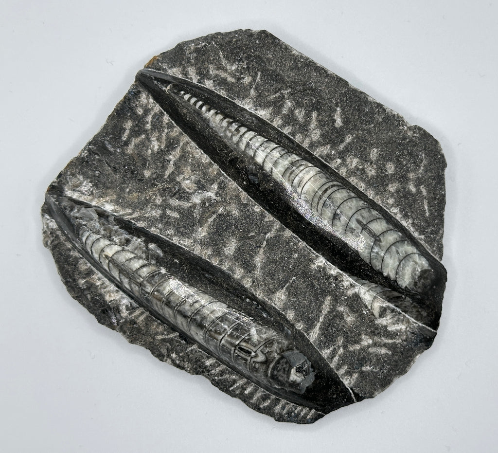 ORTHOCERAS polert, dobbel på stein 12 x 10 cm