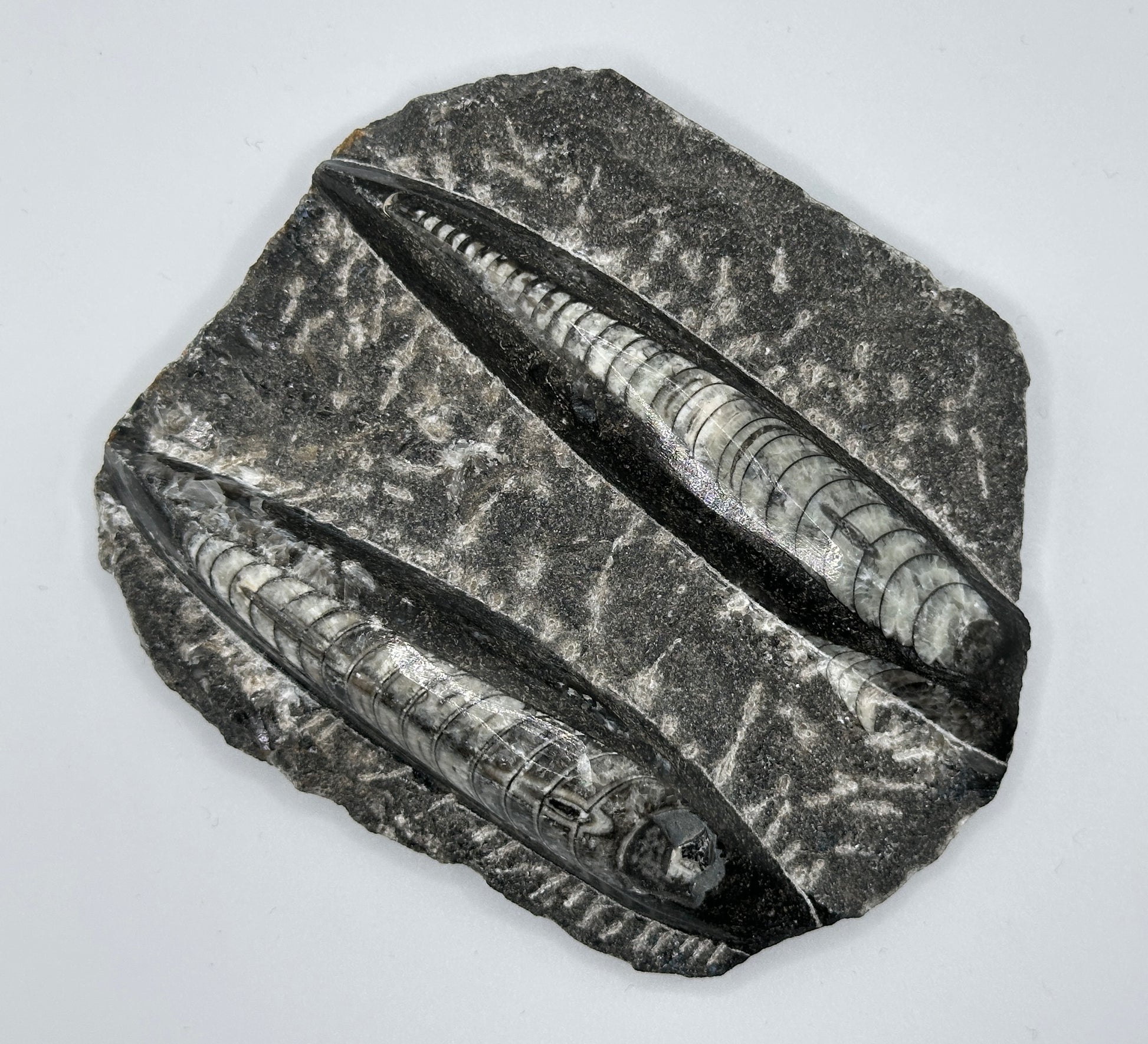 ORTHOCERAS polert, dobbel på stein 12 x 10 cm