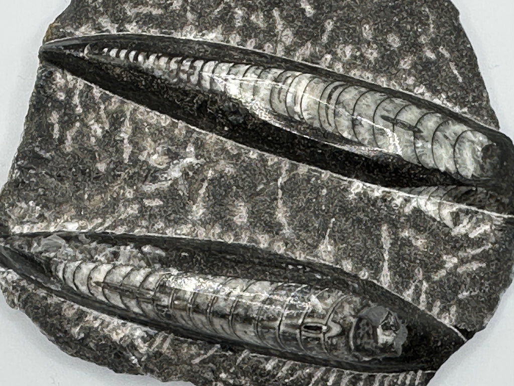 ORTHOCERAS polert, dobbel på stein 12 x 10 cm