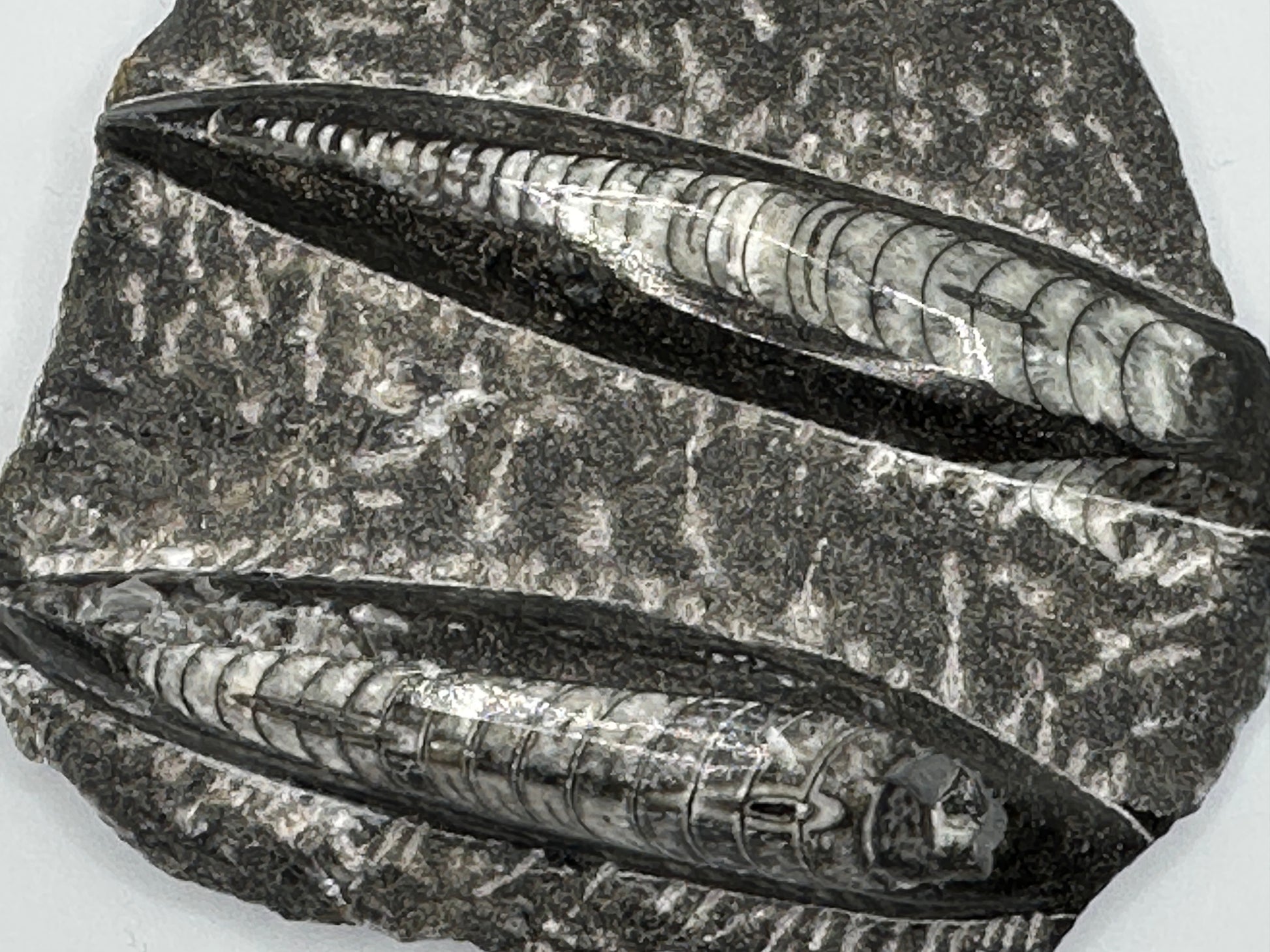 ORTHOCERAS polert, dobbel på stein 12 x 10 cm