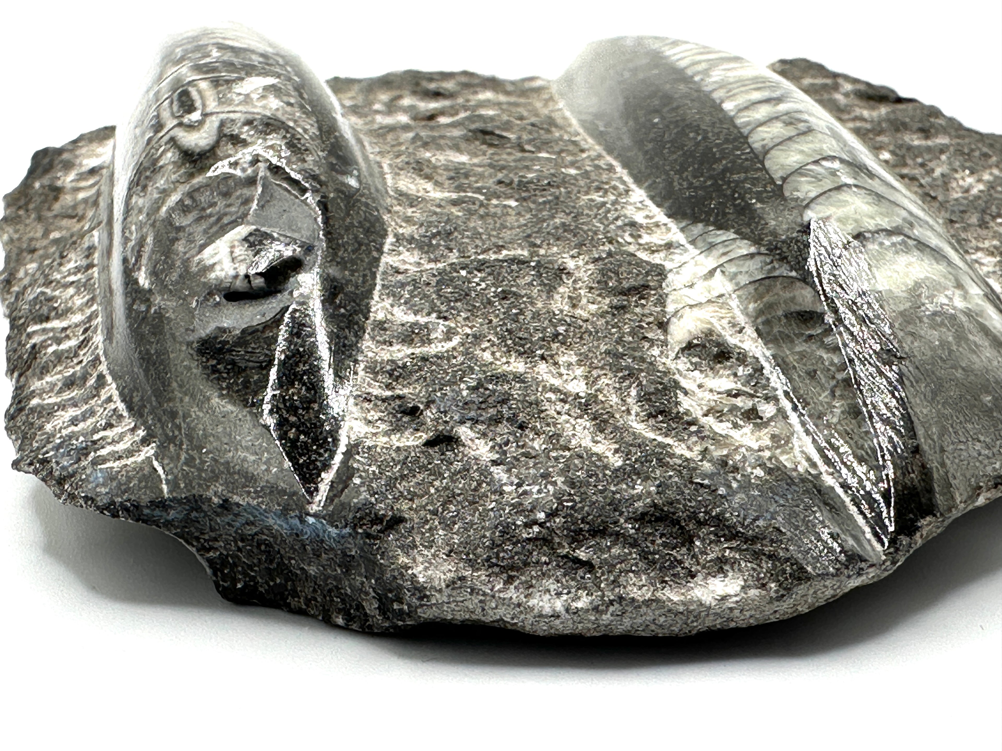 ORTHOCERAS polert, dobbel på stein 12 x 10 cm